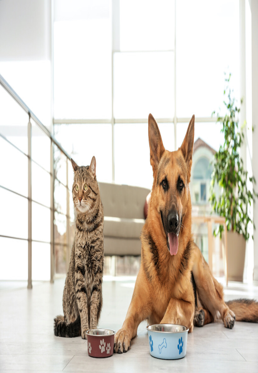 alt="Essential pet supplies for dogs, cats, and more – toys, food, grooming, and accessories"